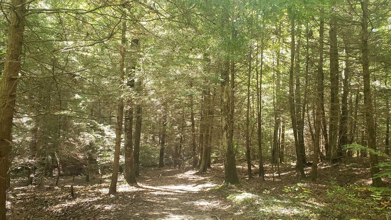 Ancient Hemlocks and a Forest That Feels Frozen in Time Ancient Hemlocks and a Forest That Feels Frozen in Time