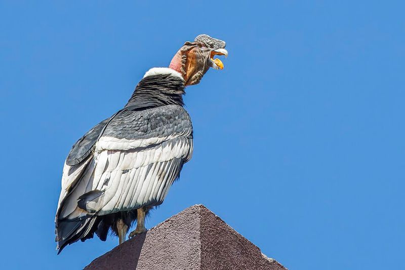 Andean Condor - Colombia