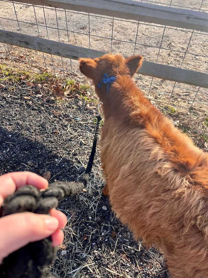 Animal Care as the Quiet Main Attraction Animal Care as the Quiet Main Attraction