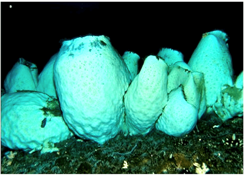 Antarctic Glass Sponge Communities: Possibly Thousands of Years Old Antarctic Glass Sponge Communities: Possibly Thousands of Years Old