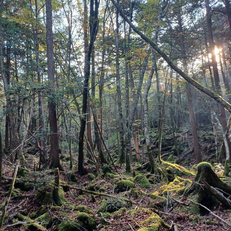 Aokigahara Forest, Fujikawaguchiko, Yamanashi Prefecture, Japan