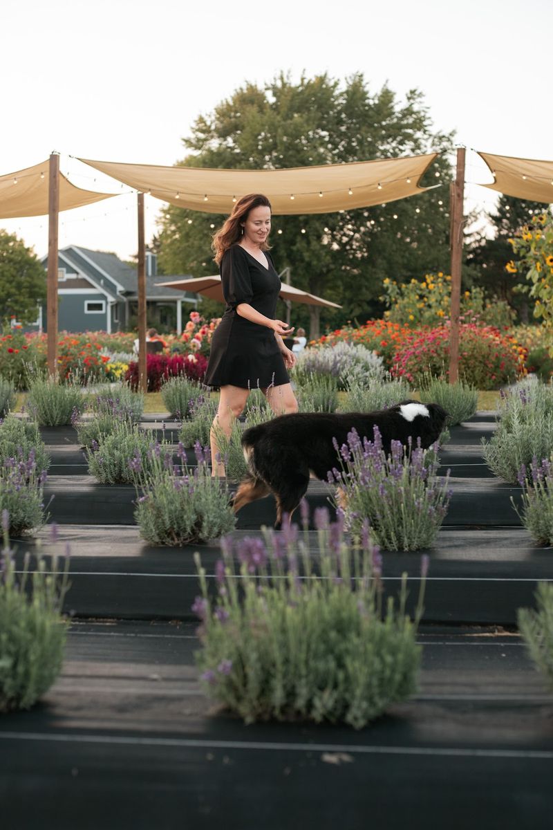 Apollo’s Basket Lavender Farm & Event Space, Swanton