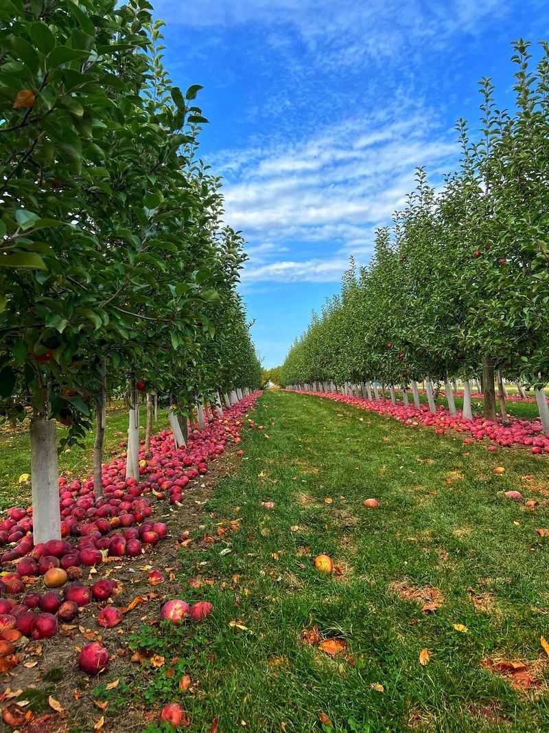 Apple Picking Across a 700-Acre Orchard Apple Picking Across a 700-Acre Orchard