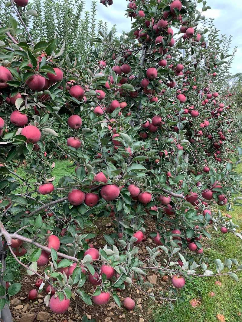 Apple Picking As The Big Seasonal Magnet Apple Picking As The Big Seasonal Magnet