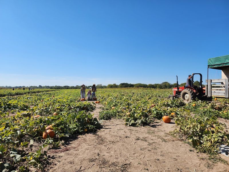 Apple Picking Season and the Orchard Experience