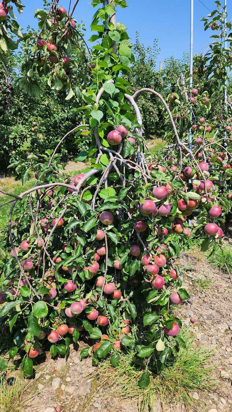 Apple Picking in the Fall Apple Picking in the Fall