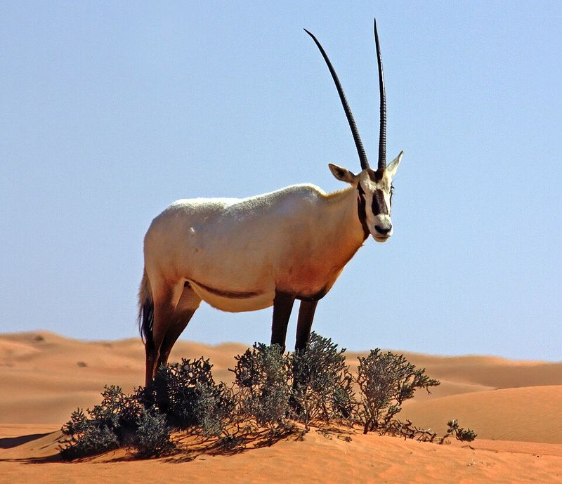 Arabian Oryx Arabian Oryx