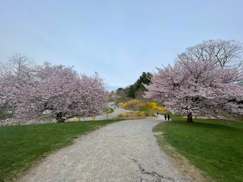 Arnold Arboretum, Boston Arnold Arboretum, Boston