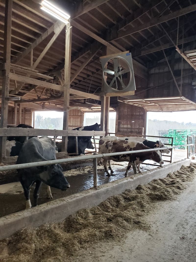 Baby Calves and the Little Petting Zoo