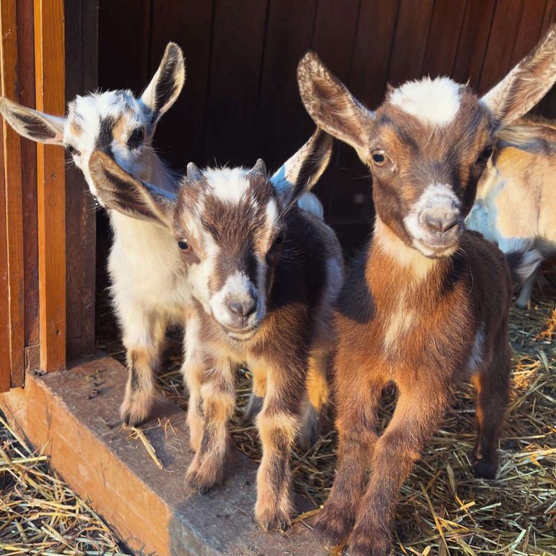 Baby Goats, Bunnies, and a Barnyard Full of Surprises Baby Goats, Bunnies, and a Barnyard Full of Surprises