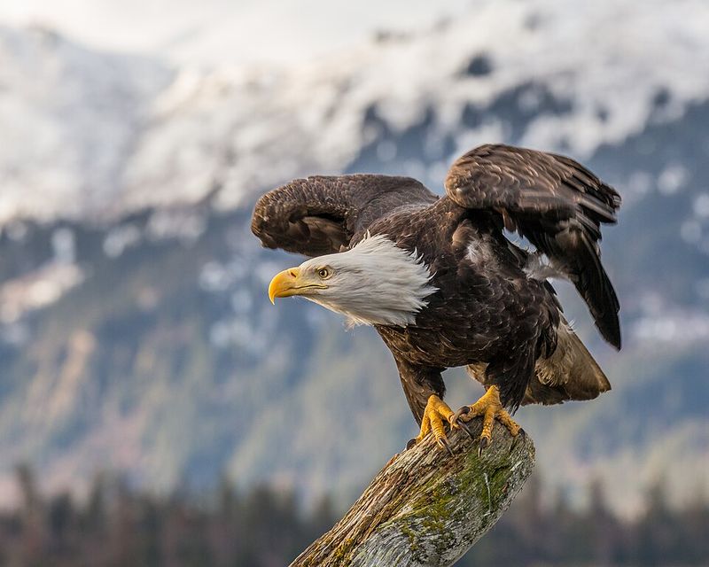 Bald Eagle Bald Eagle
