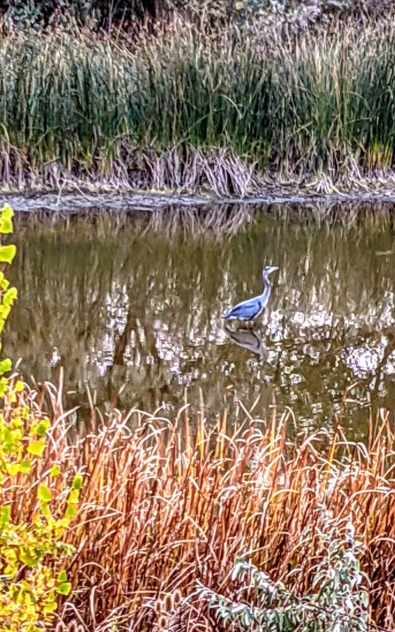 Bald Eagles, Herons, and the Birds That Make This Place Famous