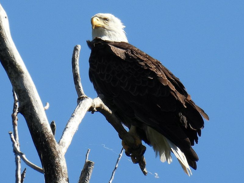 Bald Eagles Up Close - An Ohio Encounter You Won't Forget