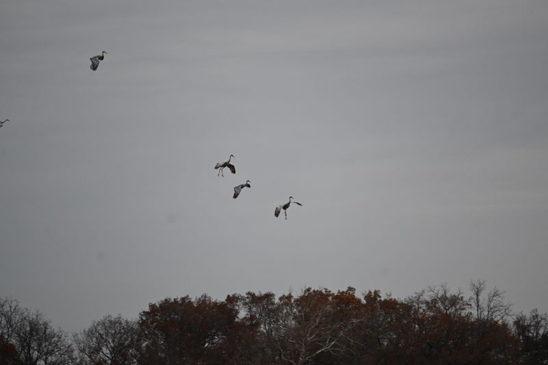 Bald Eagles and Hawks Patrol the Skies Bald Eagles and Hawks Patrol the Skies