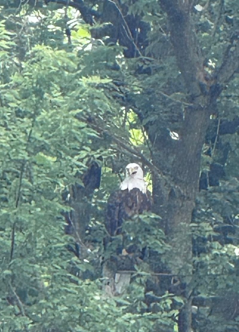 Bald Eagles and Wildlife: Nature Puts on a Show Bald Eagles and Wildlife: Nature Puts on a Show