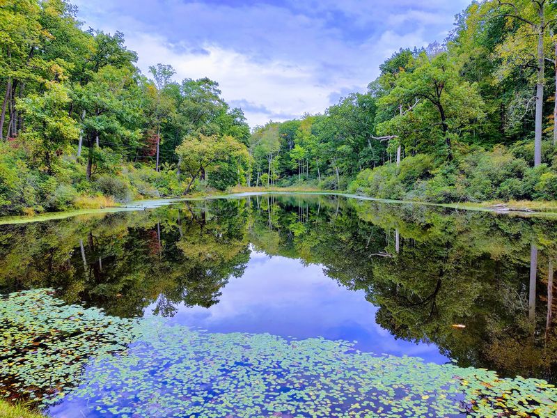 Bald Eagles and Wildlife Watching