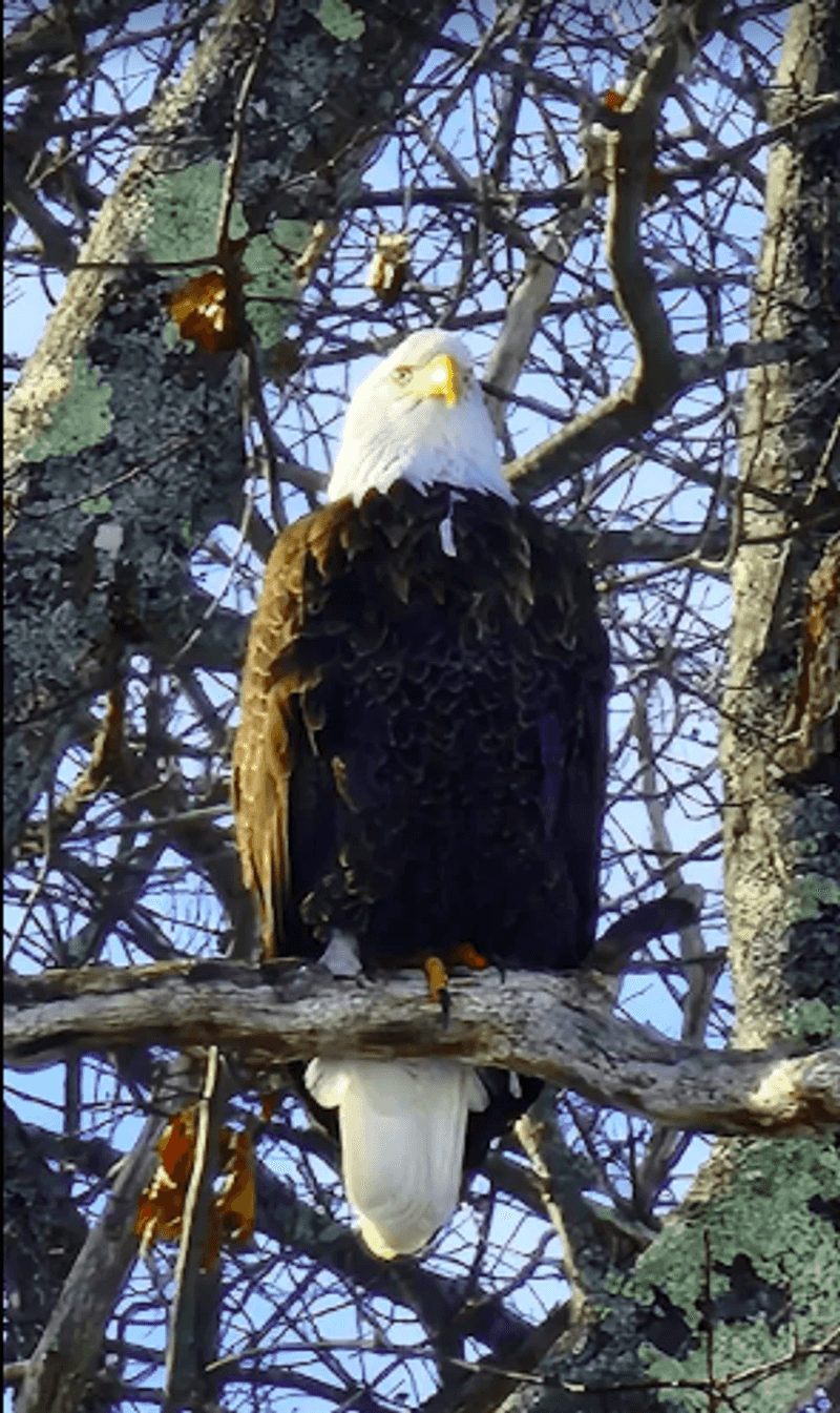 Bald Eagles on Patrol Overhead