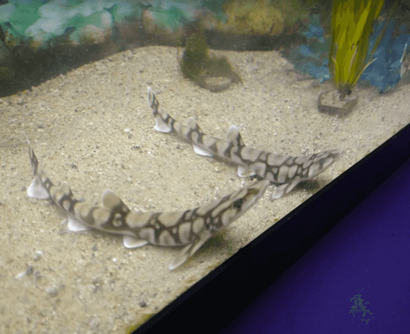 Bamboo Sharks You Can Actually Feed Bamboo Sharks You Can Actually Feed
