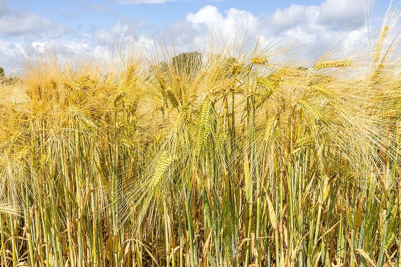 Barley Barley