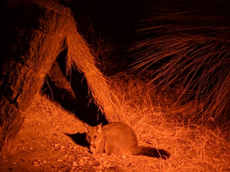 Barna Mia Nocturnal Wildlife Experience, Dryandra Woodland, Western Australia Barna Mia Nocturnal Wildlife Experience, Dryandra Woodland, Western Australia