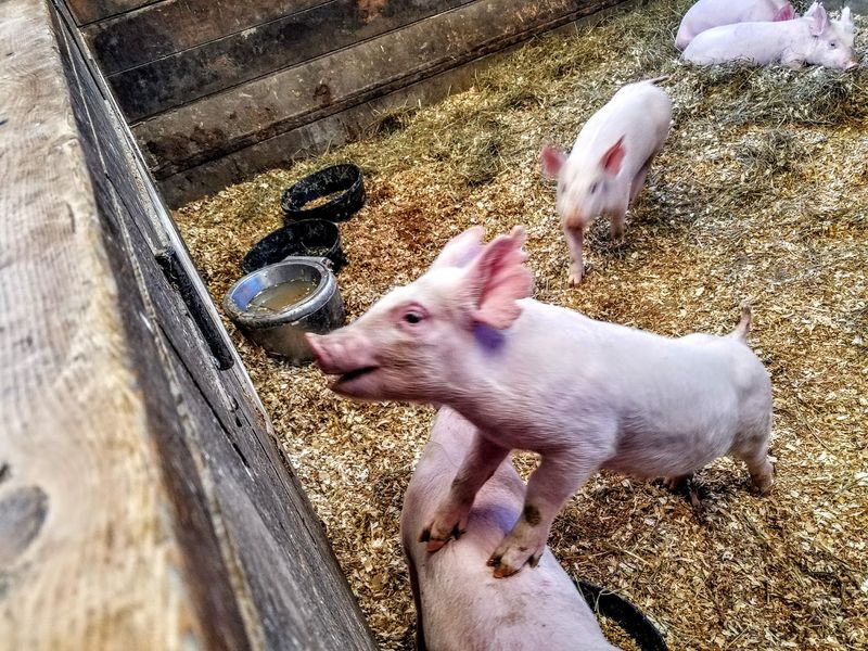 Barnyard Favorites From Cows to Rabbits Barnyard Favorites From Cows to Rabbits