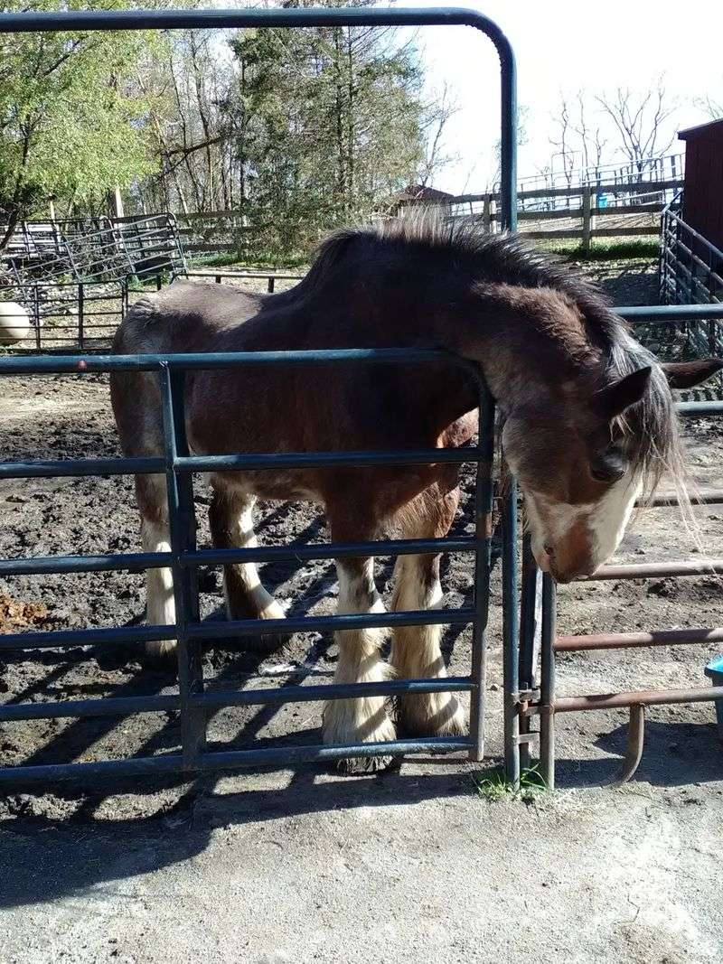 Barnyard Sanctuary, Columbia, NJ Barnyard Sanctuary, Columbia, NJ