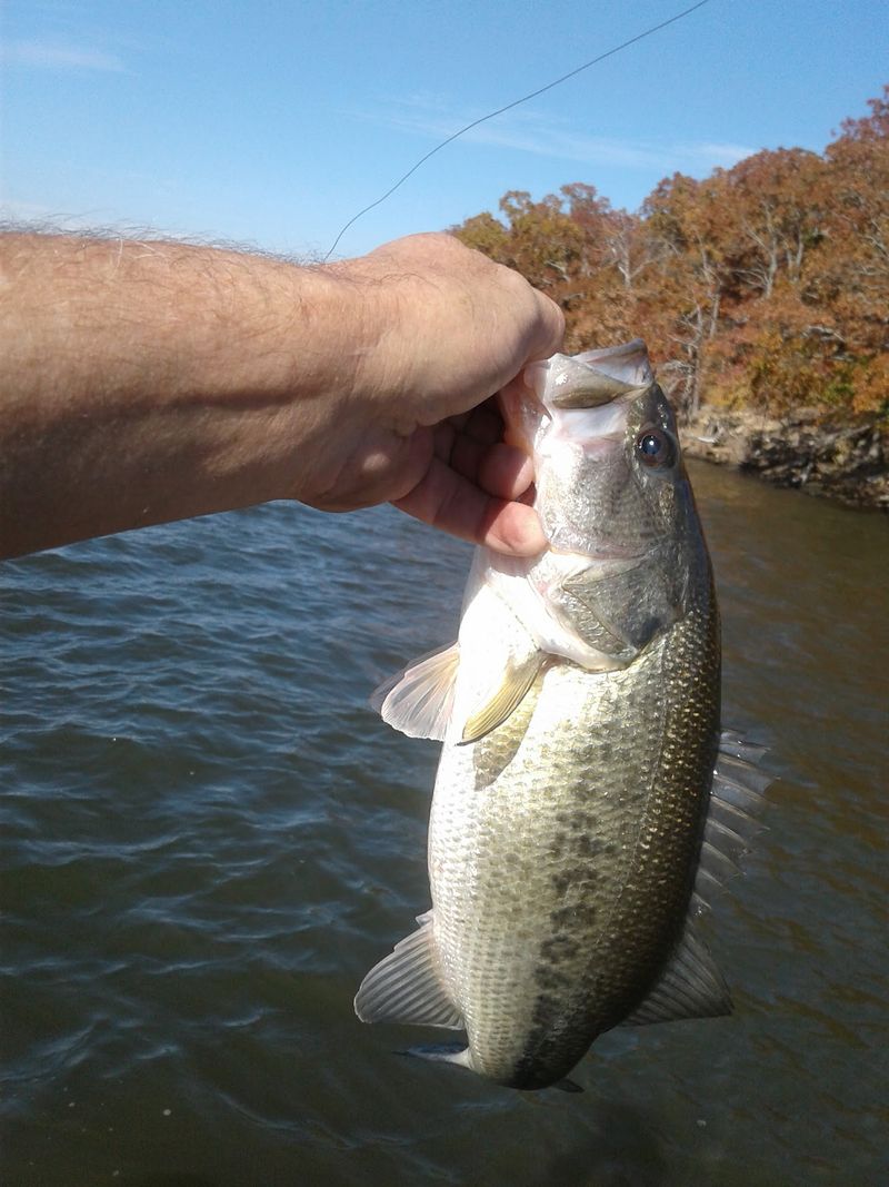 Bass Fishing That Punches Well Above Its Weight Class Bass Fishing That Punches Well Above Its Weight Class