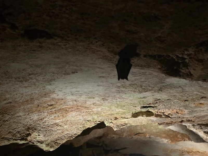 Bats, Crawdads, and Cave Residents