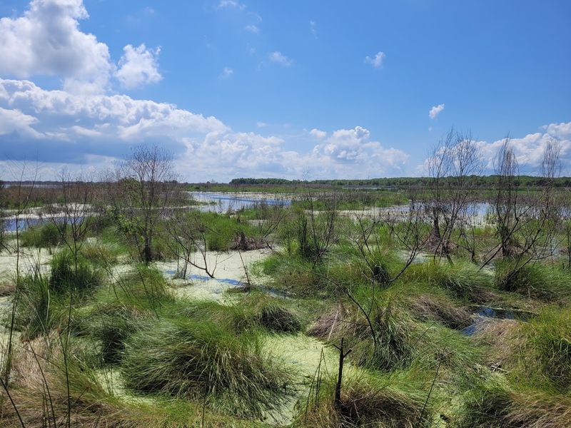Bayou Sauvage Urban National Wildlife Refuge, Louisiana Bayou Sauvage Urban National Wildlife Refuge, Louisiana