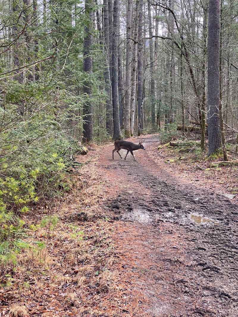 Bears, Deer, and Wild Surprises Bears, Deer, and Wild Surprises