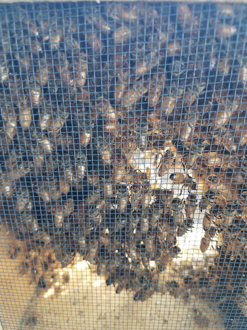 Beekeeping, Honey, and the Buzz Behind the Farm Beekeeping, Honey, and the Buzz Behind the Farm