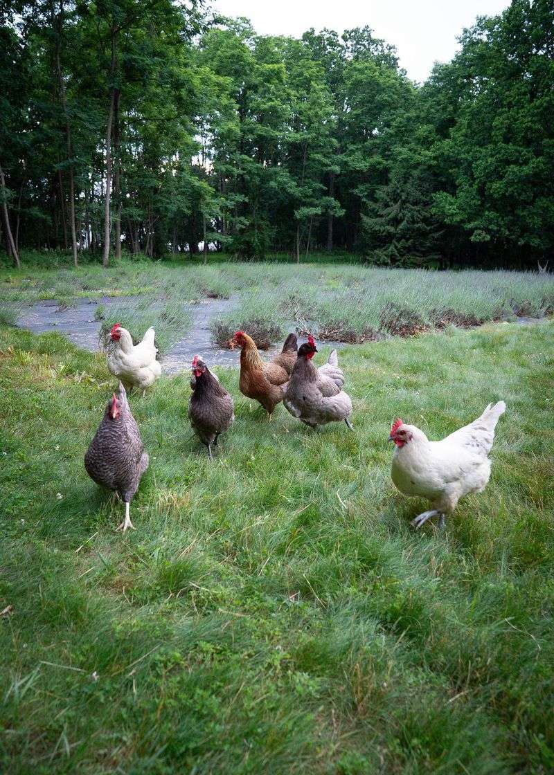 Bees, Butterflies, Chickens, And Goats Bees, Butterflies, Chickens, And Goats