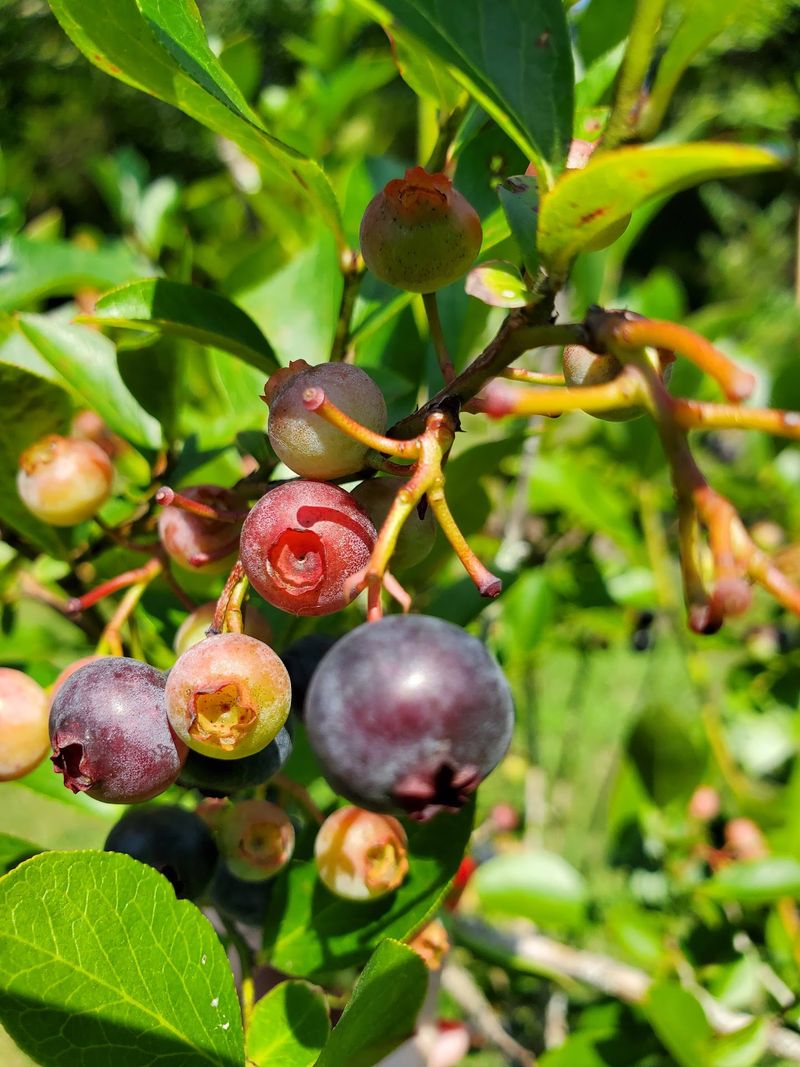 Berries Grown Without a Drop of Pesticide