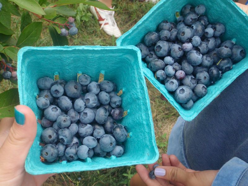 Berries the Size of Your Thumb Berries the Size of Your Thumb