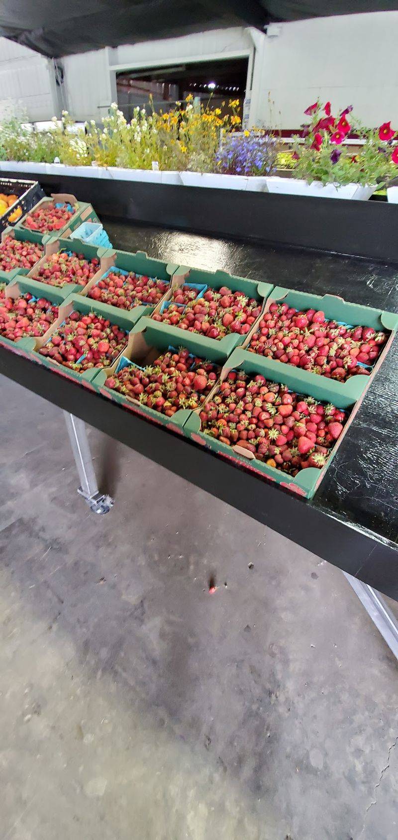 Berry Picking You Can Taste the Same Day Berry Picking You Can Taste the Same Day