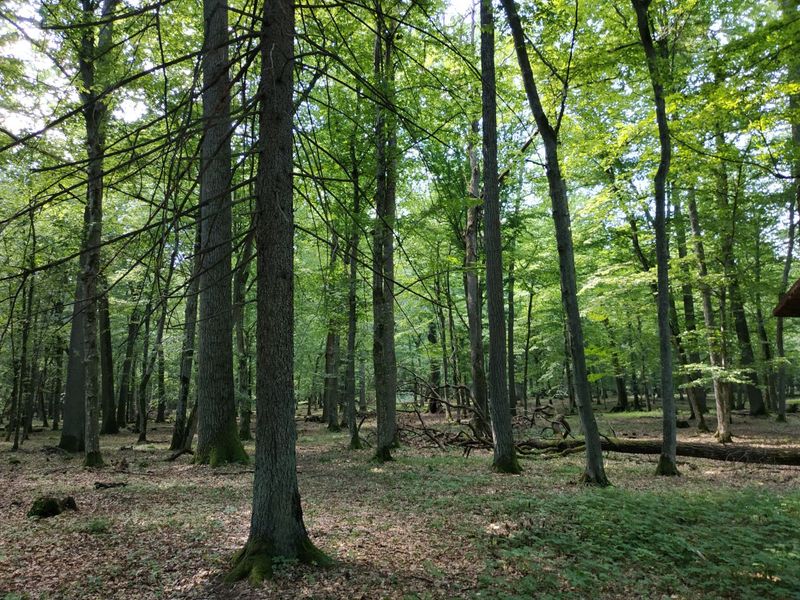 Bialowieza Forest, Poland and Belarus
