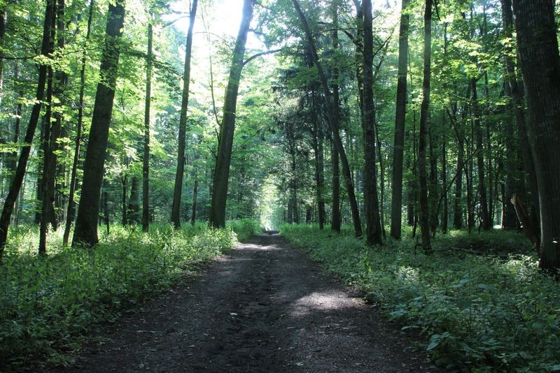 Białowieża National Park, Białowieża, Poland