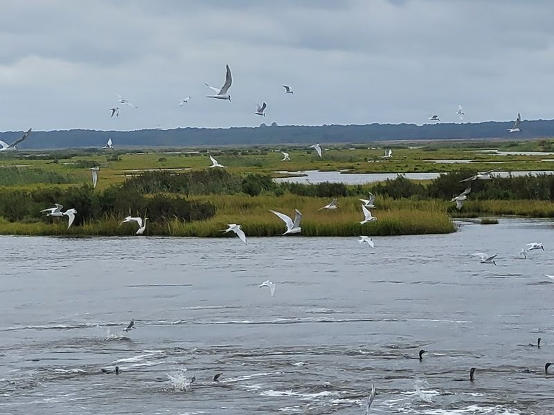Bird Watching Without The Fuss Bird Watching Without The Fuss