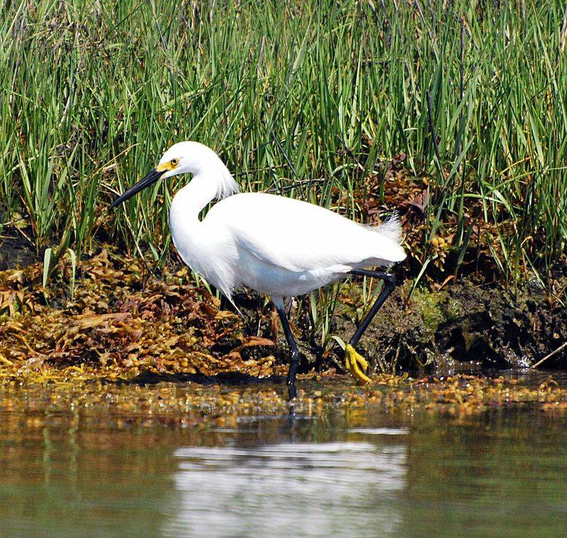 Birds, Egrets, and the Wildlife Along the Route Birds, Egrets, and the Wildlife Along the Route