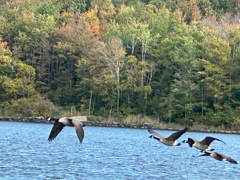 Birds, Fish, and a Bit of History Birds, Fish, and a Bit of History