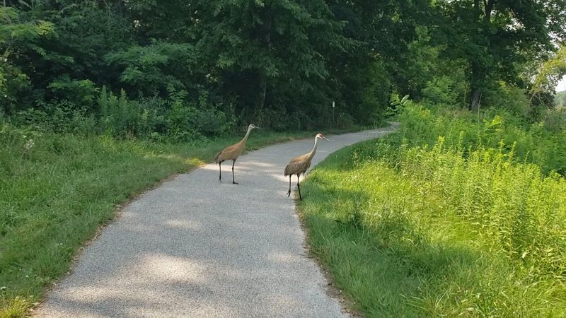 Birdwatching: Over 200 Species and Counting Birdwatching: Over 200 Species and Counting