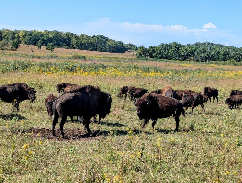 Bison Have Made Their Historic Comeback