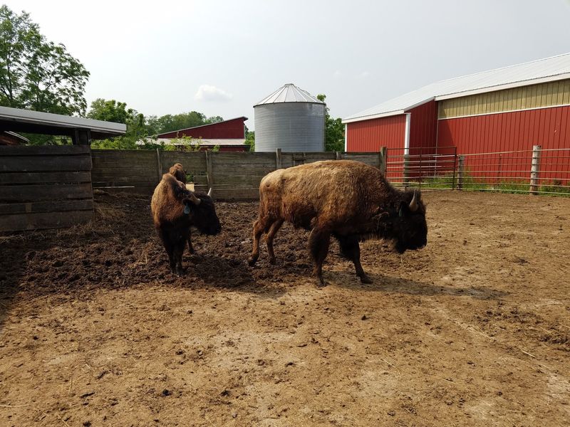 Bison In A State That Still Surprises People