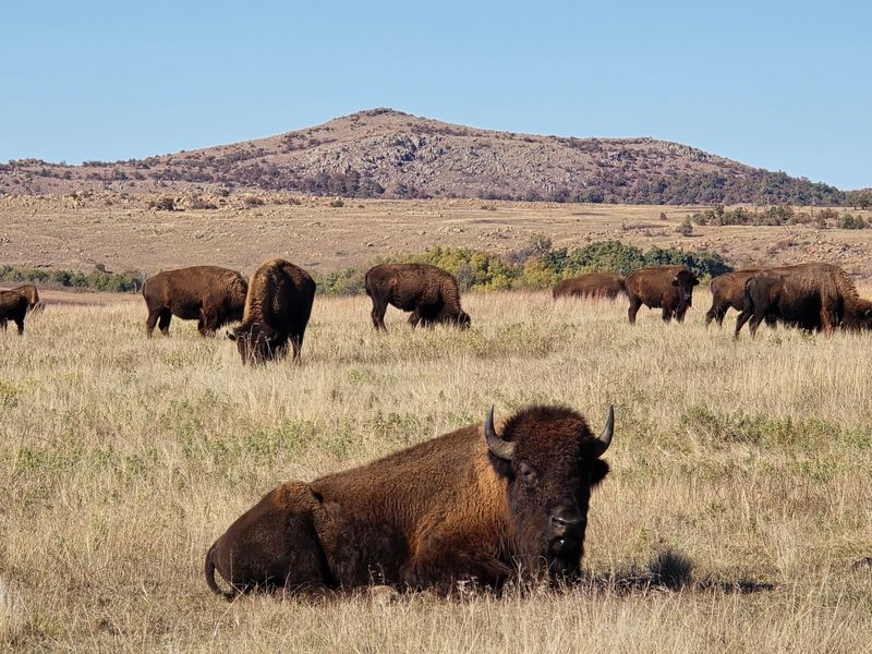 Bison: The Symbol That Roams Every Corner of the Refuge Bison: The Symbol That Roams Every Corner of the Refuge