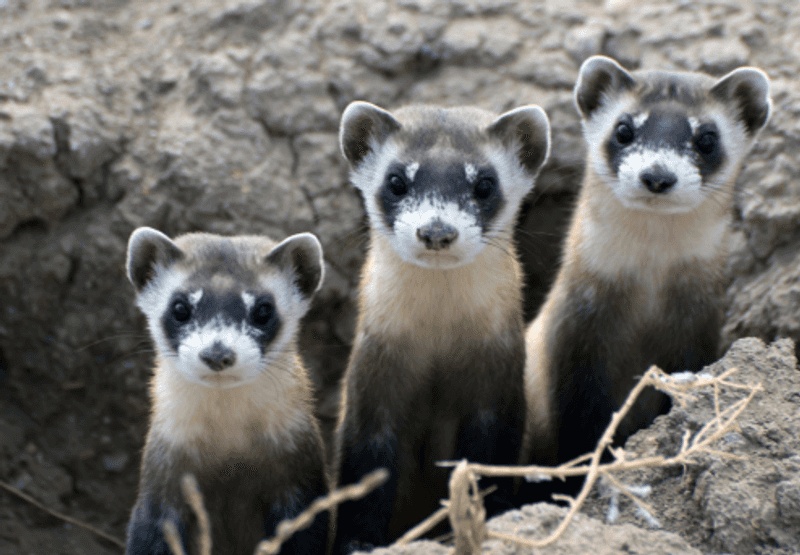 Black-Footed Ferret Black-Footed Ferret