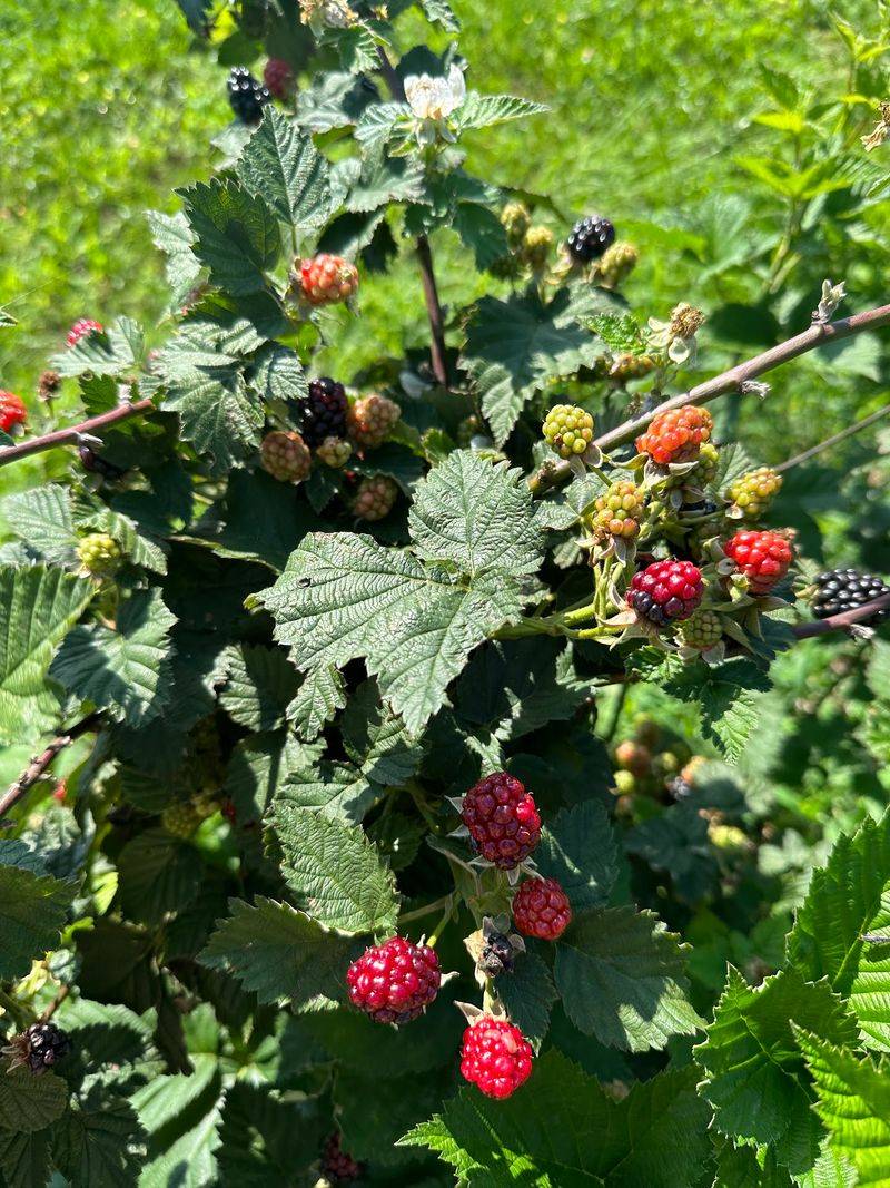 Blackberries and a Garden Full of Extras Blackberries and a Garden Full of Extras