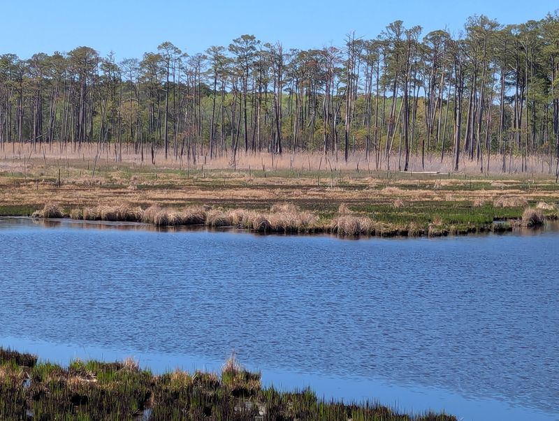 Blackwater National Wildlife Refuge, Cambridge, Maryland
