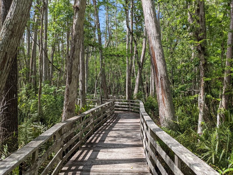 Blair Audubon Boardwalk, Corkscrew Swamp Sanctuary, Florida Blair Audubon Boardwalk, Corkscrew Swamp Sanctuary, Florida