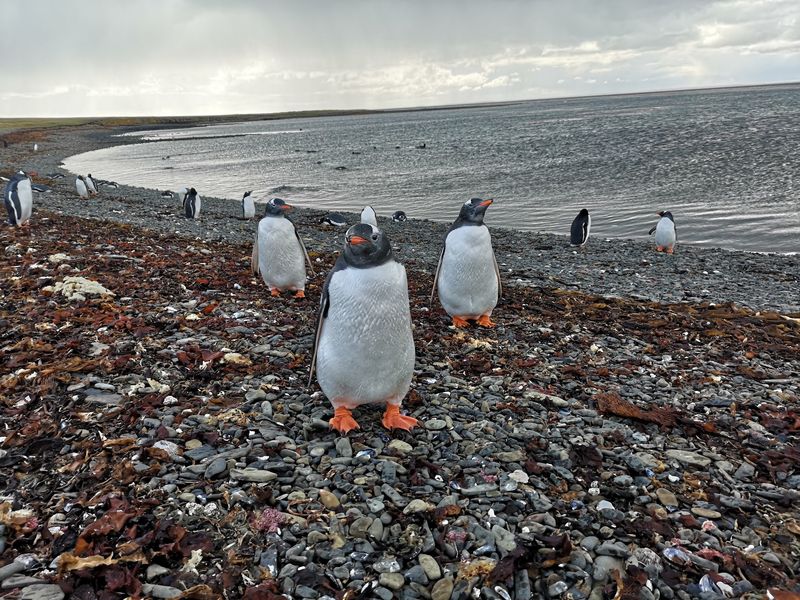 Bleaker Island, Falkland Islands Bleaker Island, Falkland Islands