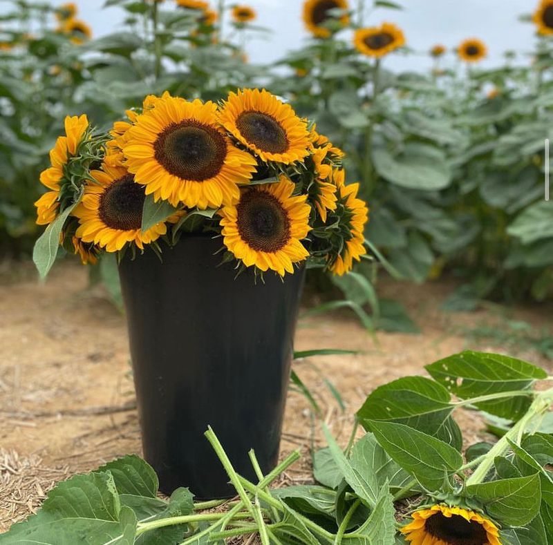 Blooms of Every Hue: The Enchanting Flower Fields Blooms of Every Hue: The Enchanting Flower Fields